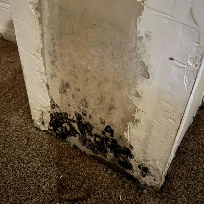 Professional Mold Removal in Mathews, LA